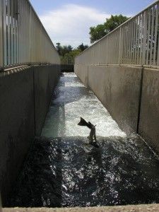 Feather River Fish Hatchery Fish in fish ladder