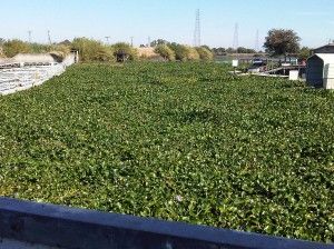 invasive_water_hyacinth