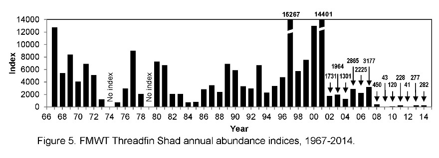 FMWT Threadfin shad