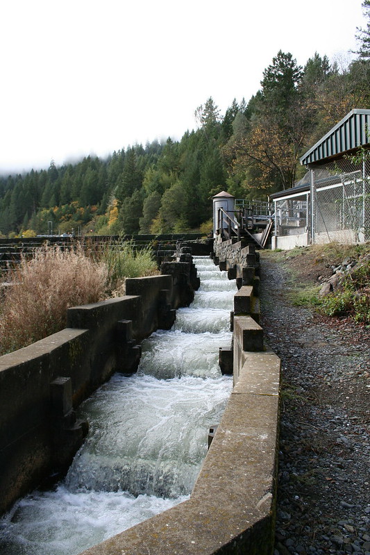 Fish ladder at Cape Horn Dam by Natalie HG MAVEN'S