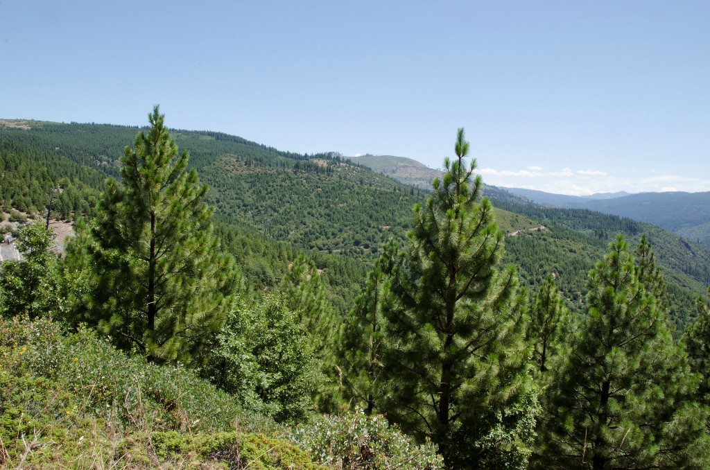 COURTHOUSE NEWS: California officials, environmentalists split over plans to harvest biomass from Sierra forests