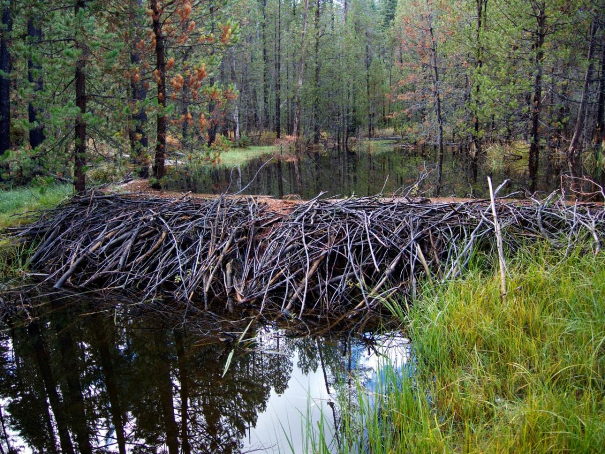 Dams built by beaver