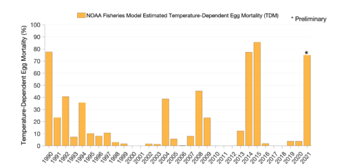 Percentage of winter-run chinook salmon eggs that died due to high temperatures in the Sacramento River. Graph by South by Southwest Fisheries Science Center. 