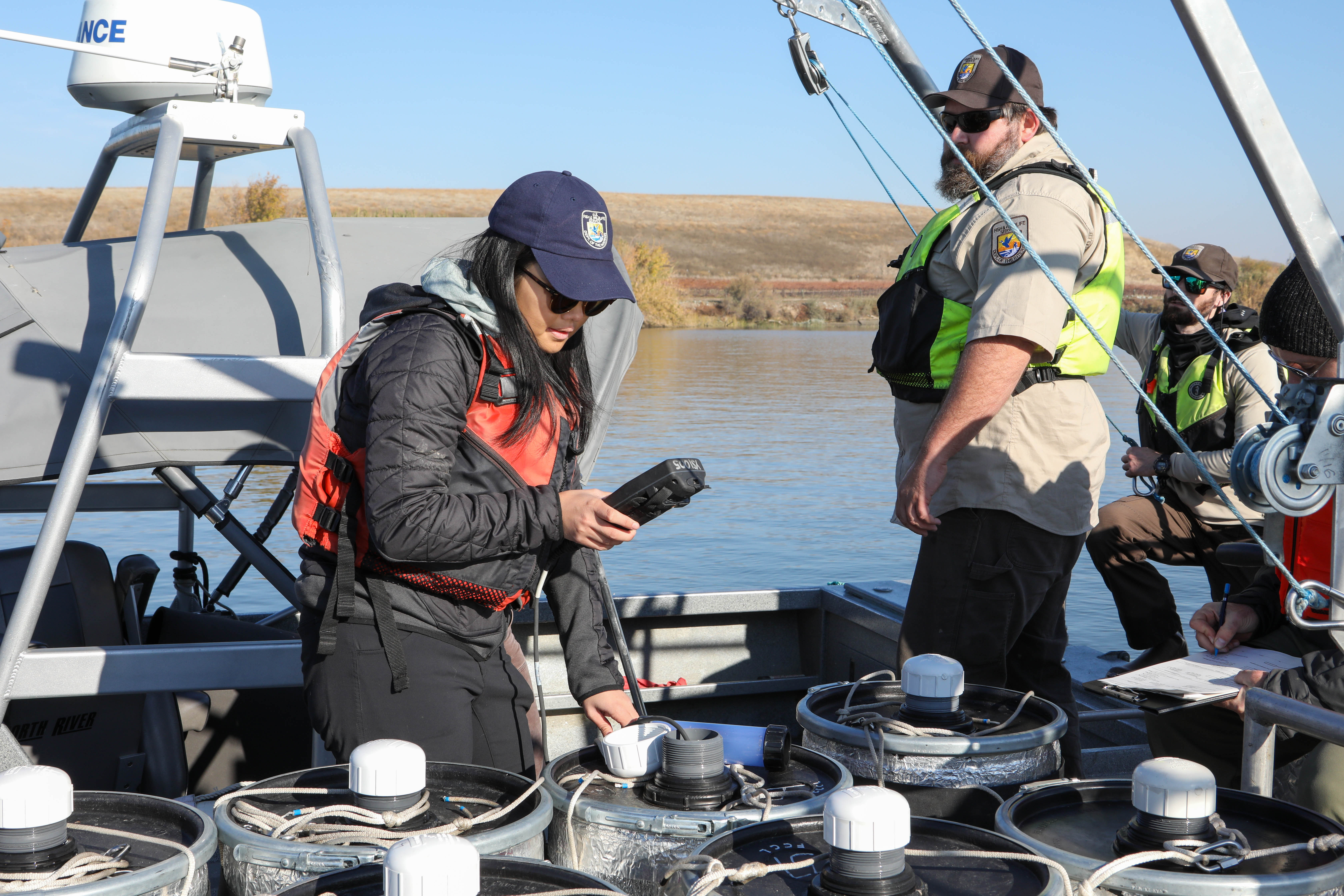 NOTEBOOK FEATURE: Ramping up releases of hatchery Delta smelt to the wild ~  MAVEN'S NOTEBOOK