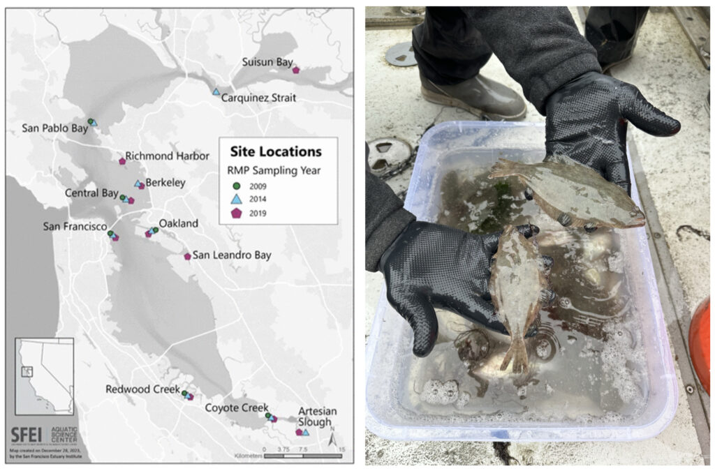 Map of detections of fish with PFAS in the Bay Area.