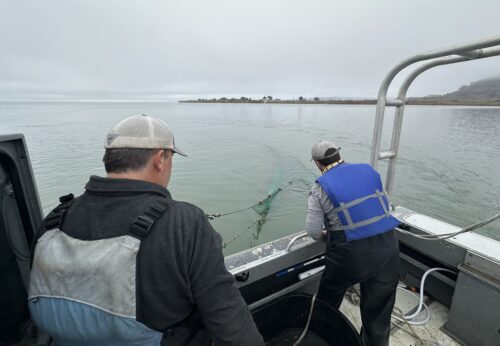 Researchers pulling up a sample of fish which will be checked for PFAS detections.