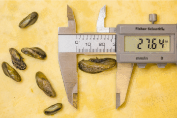 Measurement of golden mussels.