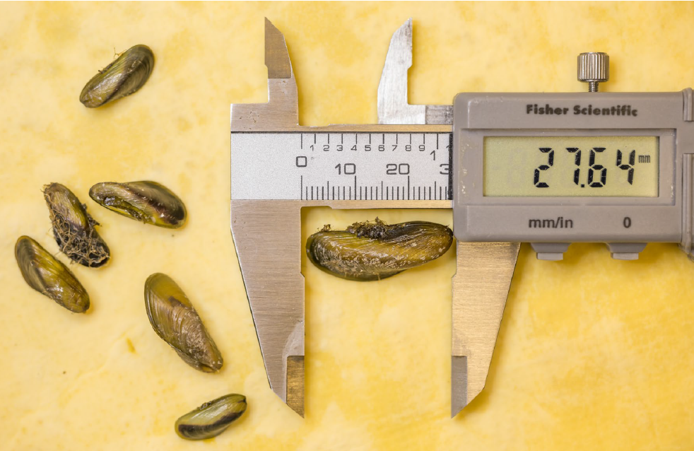 Measurement of golden mussels.