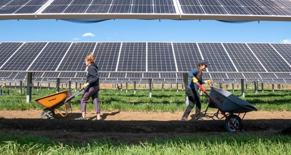 Agricultural workers work in the shade of solar panel on this farm which grows crops around solar panels, a practice known as agrivoltaics.