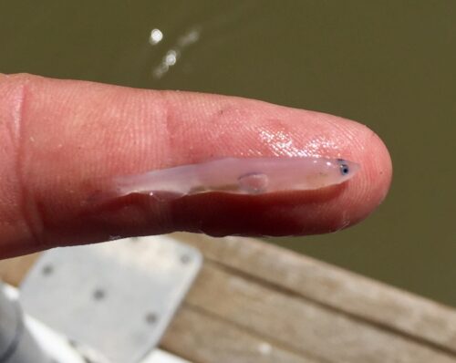 A picture of a juvenile longfin smelt.