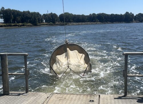 A picture of a survey in process for longfin smelt in the Napa River.