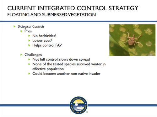 A slide summarizing the pros and cons of biological treatments for invasive aquatic vegetation in the Delta.
